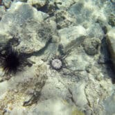 A ciliate parasite-affected sea urchin next to a normal-looking one in the ocean.