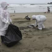 Workers wearing personal protective equipment collect dead pelicans on a beach in Peru.