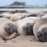 Three seals sleep on a beach
