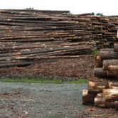 Piles of logged trees.