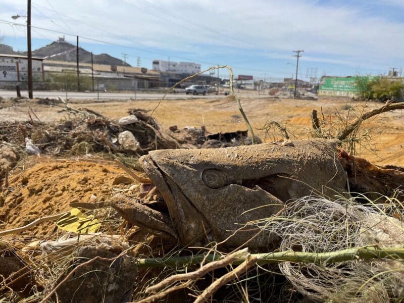 A totoaba fish head sits atop a pile of garbage in an vacant lot