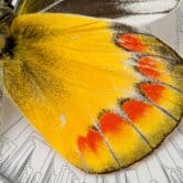 Butterfly evolution