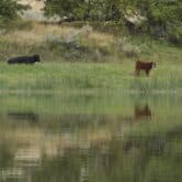 Two cattle graze near the Missouri River.
