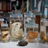 Seven jars contain deep sea species