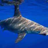 Hammerhead shark swimming off Hawaiʻi Island.