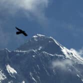 A bird flies with the peak of Mount Everest in the background.