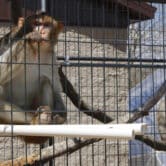 A pair of rhesus macaques in a cage with branches.