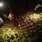Students examine sea turtle eggs at night on a beach in Panama.