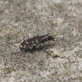 A Siuslaw hairy-necked tiger beetle.