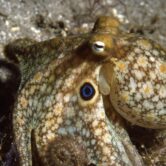 sandy colored octopus with blue spots under the eye on the side of its head