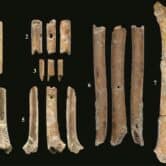 Prehistoric bird bone flutes