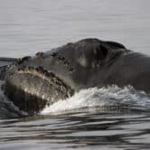 A North Pacific right whale.