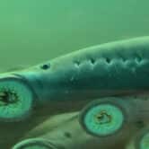 Close-up image of a Pacific lamprey with it sucker visible