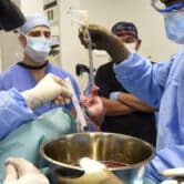 Medical personnel prepare a pig heart for transplantion.