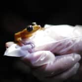 A person wearing a translucent glove holds a yellow rock frog with big black eyes.