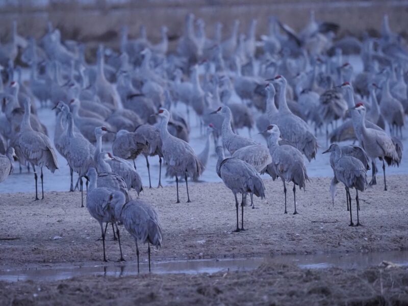 Sandhill Cranes standing on a sandbar and in water