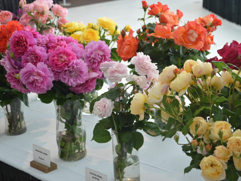 Roses in vases.