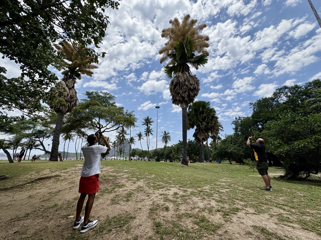 Two men stand on a grassy area in Aterro do Flamengo photographing tall blooming talipot palms; Felipe Bastos Silveira Santos is on the left wearing a white shirt and red shorts and Fabio Bastos Moreira de Souza is on the right wearing a dark shirt and shorts.