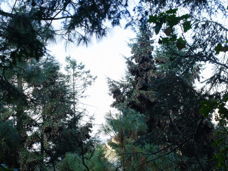 Monarch butterflies in trees in a Central Mexican forest.