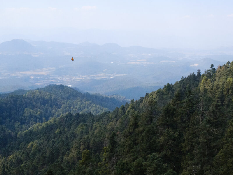 A lone butterfly flies over the lush green forest in Michaocan, Mexico.