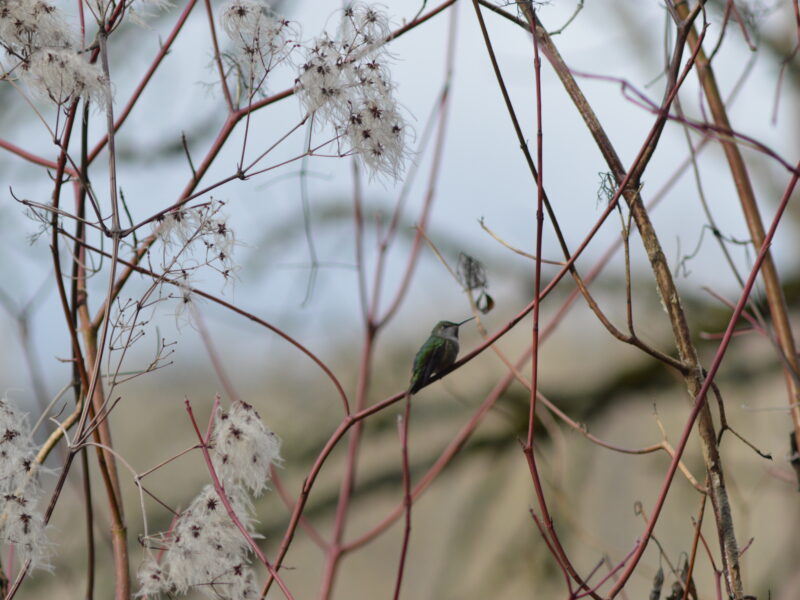 A hummingbird sits on a branch.