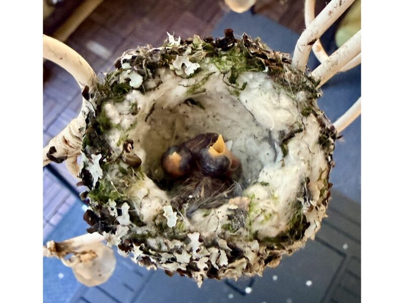 Two baby birds cry in a nest.