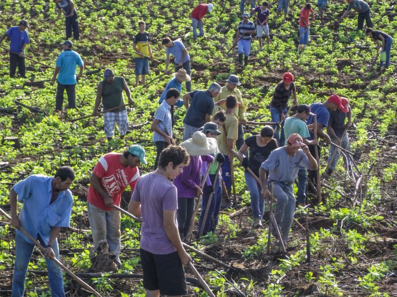 A large group of people work together in a cultivated field using hand tools.