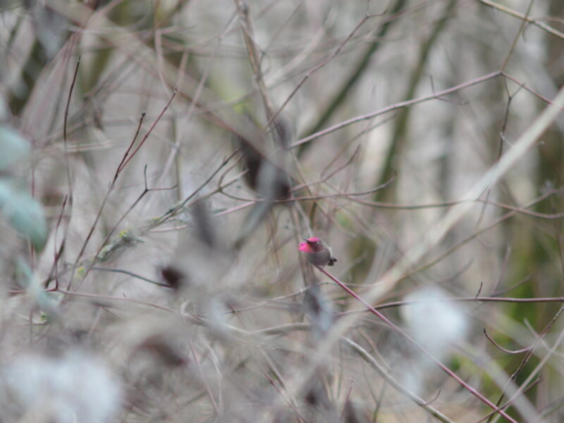 A hummingbird flares out pink feathers.