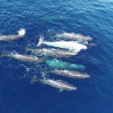 Sperm whales