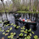 Visitors paddle canoes through the Okefenokee National Wildlife Refuge, passing lily pads and cypress trees.